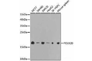 Western blot analysis of extracts of various cell lines using POLR2D Polyclonal Antibody at dilution of 1:1000.