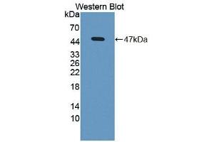 Detection of Recombinant BMP8B, Mouse using Polyclonal Antibody to Bone Morphogenetic Protein 8B (BMP8B)