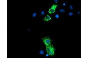 Immunofluorescence (IF) image for anti-Neurolysin (Metallopeptidase M3 Family) (NLN) antibody (ABIN1499710)