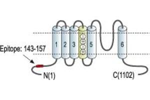 Representative domain view of the target of ABIN7885318.