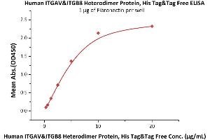 Immobilized Human Fibronectin at 10 μg/mL (100 μL/well) can bind Human ITGAV&ITGB8 Heterodimer Protein, His Tag&Tag Free (ABIN4949120,ABIN4949121) with a linear range of 0. (ITGAV/ITGB8 Protein (AA 31-992) (His tag))