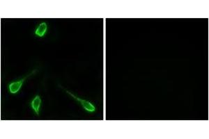 Immunofluorescence (IF) image for anti-Olfactory Receptor, Family 52, Subfamily E, Member 4 (OR52E4) (AA 200-249) antibody (ABIN2891126) (OR52E4 anticorps  (AA 200-249))