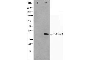 Western blot analysis on 293 cell lysate using FASL Antibody,The lane on the left is treated with the antigen-specific peptide. (FASL anticorps  (Internal Region))