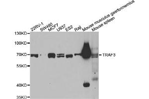 Western blot analysis of extracts of various cell lines, using TRAF3 antibody.