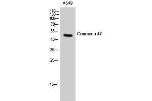 Western Blotting (WB) image for anti-Gap Junction Protein, gamma 2, 47kDa (GJC2) (N-Term) antibody (ABIN3184037) (GJC2 anticorps  (N-Term))