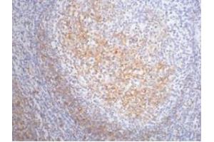 IHC staining of Human tonsil tissue paraffin-embedded, diluted at 1:200.