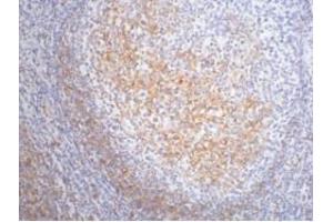 IHC staining of Human tonsil tissue paraffin-embedded, diluted at 1:200. (FCER2 anticorps)