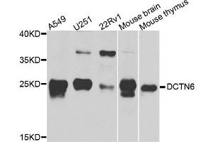 Western blot analysis of extract of various cells, using DCTN6 antibody. (DCTN6 anticorps)