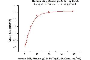 Epidermal Growth Factor (EGF) (AA 971-1023) (Active) protein (Fc Tag)