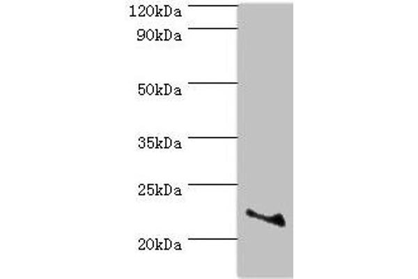 ASF1A anticorps  (AA 1-204)