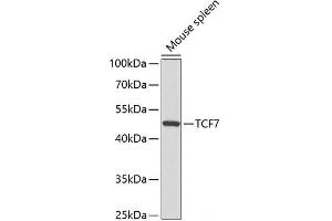 Western blot analysis of extracts of Mouse spleen using TCF7 Polyclonal Antibody at dilution of 1:300. (TCF7 anticorps)
