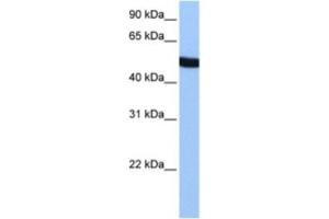 Western Blotting (WB) image for anti-Spermatogenesis Associated 6 (SPATA6) antibody (ABIN2463602) (SPATA6 anticorps)