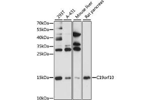 Western blot analysis of extracts of various cell lines, using C19orf10 antibody (ABIN3021417, ABIN3021418, ABIN3021419 and ABIN6215022) at 1:1000 dilution. (C19orf10 anticorps  (AA 1-173))
