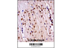 Mouse Nek3 Antibody immunohistochemistry analysis in formalin fixed and paraffin embedded mouse brain tissue followed by peroxidase conjugation of the secondary antibody and DAB staining. (NEK3 anticorps  (C-Term))