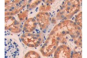 IHC-P analysis of Mouse Kidney Tissue, with DAB staining. (IL18R1 anticorps  (AA 391-518))