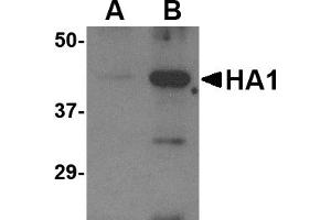 Western blot analysis of (A) 5 ng and (B) 25 ng of recombinant HA1 with Avian Influenza Hemagglutinin antibody at 1 µg/mL. (Hemagglutinin anticorps  (N-Term))