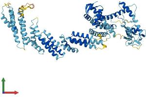 AlphaFold protein structure predicition of Mouse Recombinant Cul2 Protein, UniprotID Q9D4H8