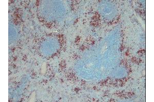 Image no. 3 for anti-S100 Calcium Binding Protein A9 (S100A9) antibody (ABIN379944) (S100A9 anticorps)