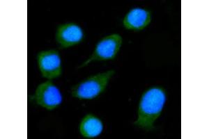 IF analysis of NXN/NRX using anti-NXN/NRX antibody (ABIN7600416).