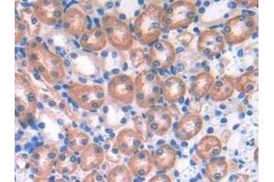 IHC-P analysis of Mouse Kidney Tissue, with DAB staining. (EFNA4 anticorps  (AA 1-206))