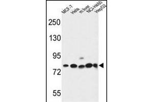 GPHN Antibody (Center) (ABIN653742 and ABIN2843044) western blot analysis in MCF-7,Hela,NCI-,HepG2 cell line and mouse liver tissue lysates (35 μg/lane). (Gephyrin anticorps  (AA 437-466))