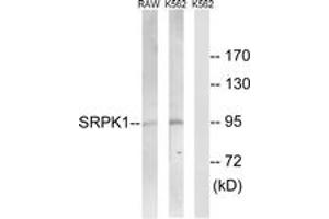 Western blot analysis of extracts from K562/RAW264. (SRPK1 anticorps  (AA 521-570))