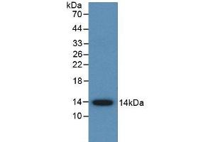 Western Blot; Sample: Recombinant AMH, Human. (AMH anticorps  (AA 453-560))