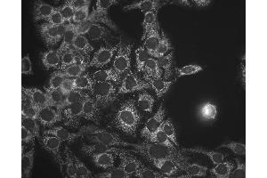 Immunocytochemistry/Immunofluorescence analysis using Mouse Anti-Hsp60 Monoclonal Antibody, Clone LK-1 . (HSPD1 anticorps  (Biotin))