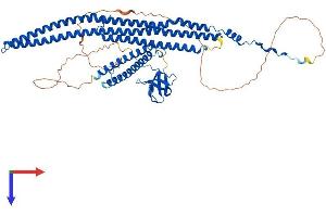 AlphaFold protein structure predicition of Human Recombinant FNBP1L Protein, UniprotID Q5T0N5