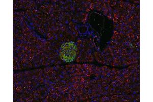 Indirect immunostaining of PFA fixed, paraffin embedded pancreas section with anti-pantophysin (dilution 1 : 500; red) and guinea pig anti-VAMP 1/2/3 (cat. (SYPL1 anticorps)