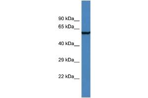 Western Blotting (WB) image for anti-Adhesion Molecule with Ig-Like Domain 2 (AMIGO2) (N-Term) antibody (ABIN2786380) (AMIGO2 anticorps  (N-Term))