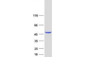 Validation with Western Blot