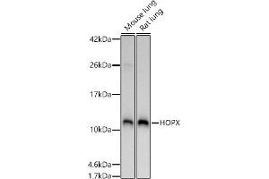 Western blot analysis of extracts of various cell lines, using HOPX antibody (ABIN7267782) at 1:1000 dilution. (HOPX anticorps  (AA 1-73))