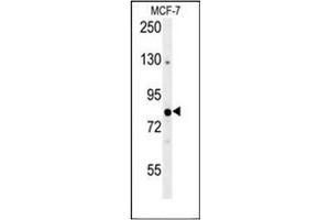 Western blot analysis of OXR1 Antibody (Center) in MCF-7 cell line lysates (35ug/lane). (OXR1 anticorps  (Middle Region))