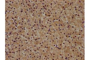 IHC image of ABIN7174401 diluted at 1:400 and staining in paraffin-embedded human adrenal gland tissue performed on a Leica BondTM system.
