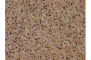 IHC image of ABIN7174401 diluted at 1:400 and staining in paraffin-embedded human adrenal gland tissue performed on a Leica BondTM system. (ZRANB1 anticorps  (AA 111-397))