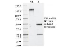 SDS-PAGE Analysis of Purified, BSA-Free HSP27 Antibody (clone HSPB1/774). (HSP27 anticorps)