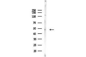 anti-Succinate-CoA Ligase, ADP-Forming, beta Subunit (SUCLA2) (Internal Region) antibody