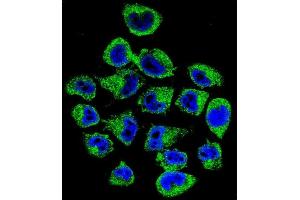 Confocal immunofluorescent analysis of COPE Antibody (C-term) (ABIN655276 and ABIN2844868) with  cell followed by Alexa Fluor 488-conjugated goat anti-rabbit lgG (green). (COPE anticorps  (C-Term))