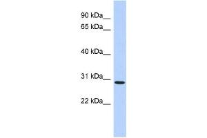 Western Blotting (WB) image for anti-SERTA Domain Containing 2 (SERTAD2) antibody (ABIN2459489) (SERTAD2 anticorps)