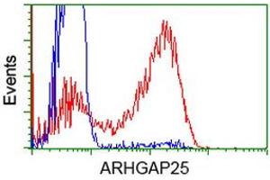 Image no. 4 for anti-rho GTPase Activating Protein 25 (ARHGAP25) antibody (ABIN1496701) (ARHGAP25 anticorps)
