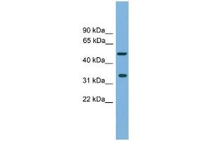 CFDP1 antibody used at 1 ug/ml to detect target protein.