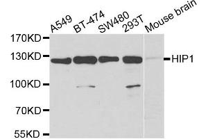 Western blot analysis of extracts of various cell lines, using HIP1 antibody. (HIP1 anticorps)