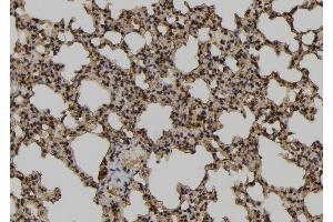 ABIN6279878 at 1/100 staining Mouse lung tissue by IHC-P. (TCEAL2 anticorps)