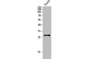 Western Blot analysis of HEPG2 cells using CLECSF6 Polyclonal Antibody diluted at 1:500.