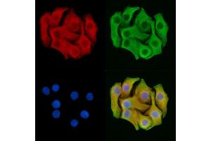 ABIN7095244 and ABIN7099301 staining Hela cells by IF/ICC. (BTG2 anticorps)