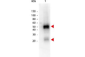 Western Blot of Peroxidase conjugated Donkey anti-Rabbit IgG antibody. (Âne anti-Lapin IgG (Heavy & Light Chain) Anticorps (HRP))