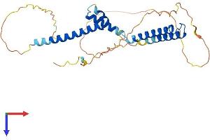 AlphaFold protein structure predicition of Mouse Recombinant Hey1 Protein, UniprotID Q9WV93