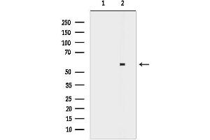 Western blot analysis of lysates from 293 cells, using AK Antibody.