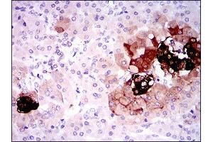 Immunohistochemistry (IHC) image for anti-Somatostatin (SST) (AA 1-116) antibody (ABIN1845358) (Somatostatin anticorps  (AA 1-116))